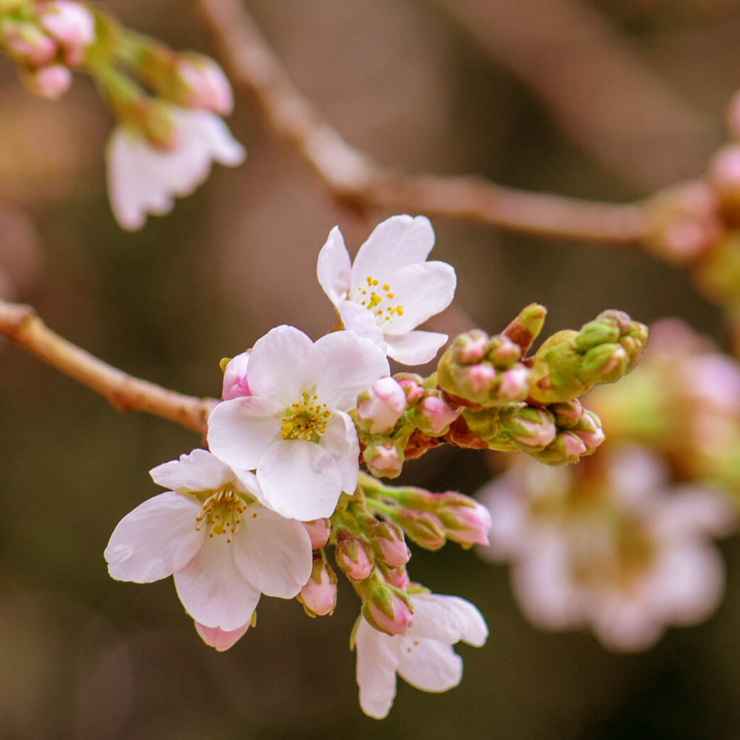 Tavaszi rügy – új kezdet és lelki megújulás alternatív módszerekkel