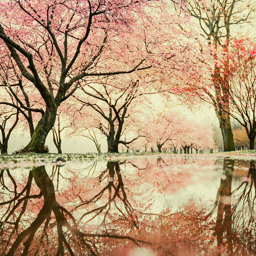 Virágzó cseresznyefák tükröződése – a tudatalatti és önmagad gyógyítása alternatív módszerekkel szimbolikusan megjelenítve.