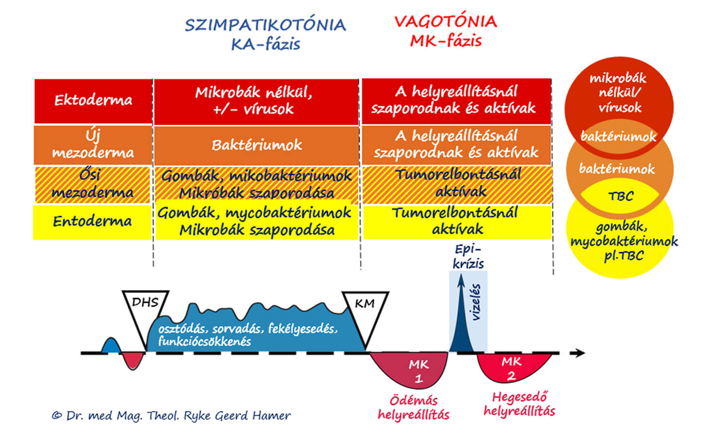 Germán Gyógytudomány 4. törvénye – mikroorganizmusok szerepe a szövetek helyreállításában