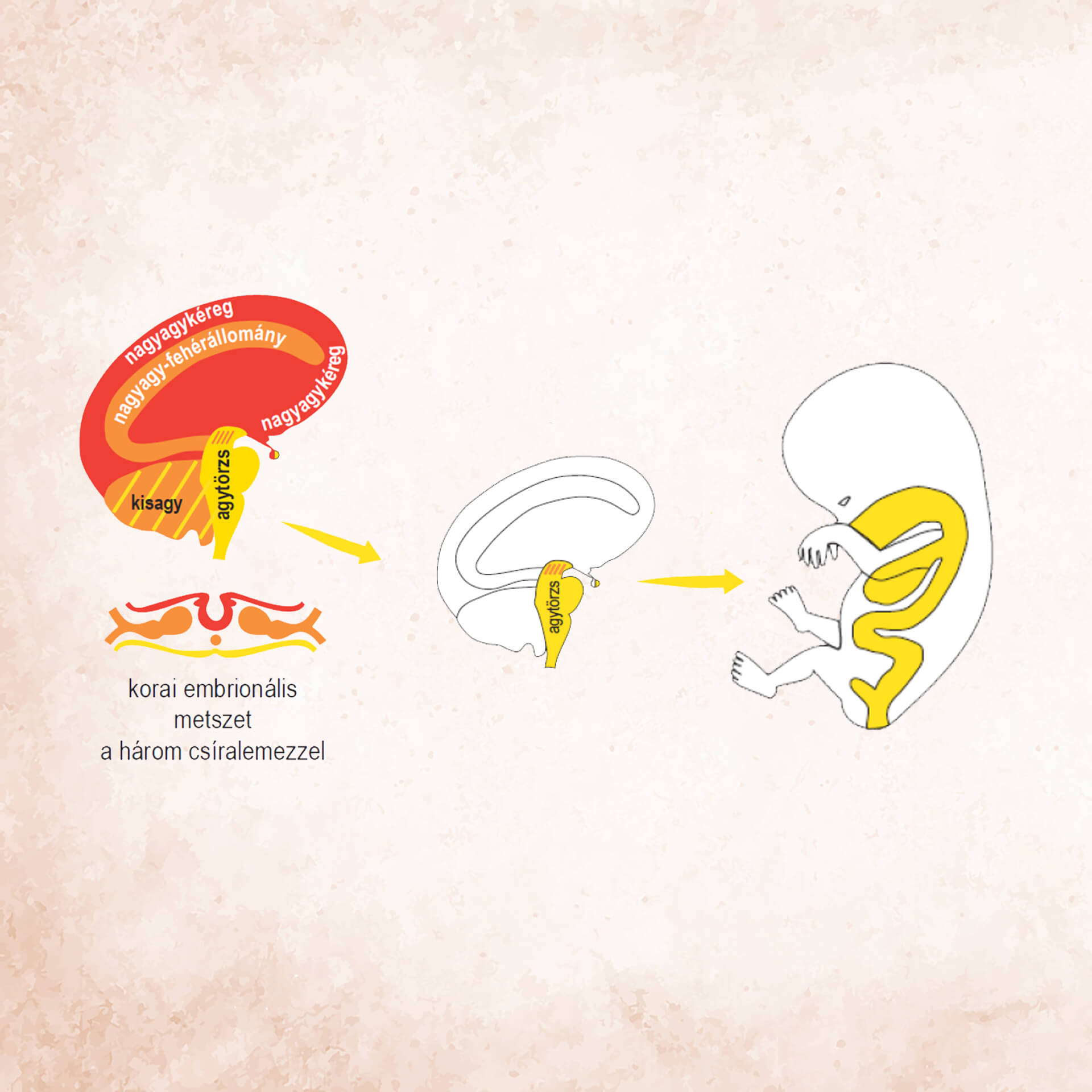 Germán Gyógytudomány 3. törvény – a belső csíralemez (entoderma) és az agytörzs kapcsolata