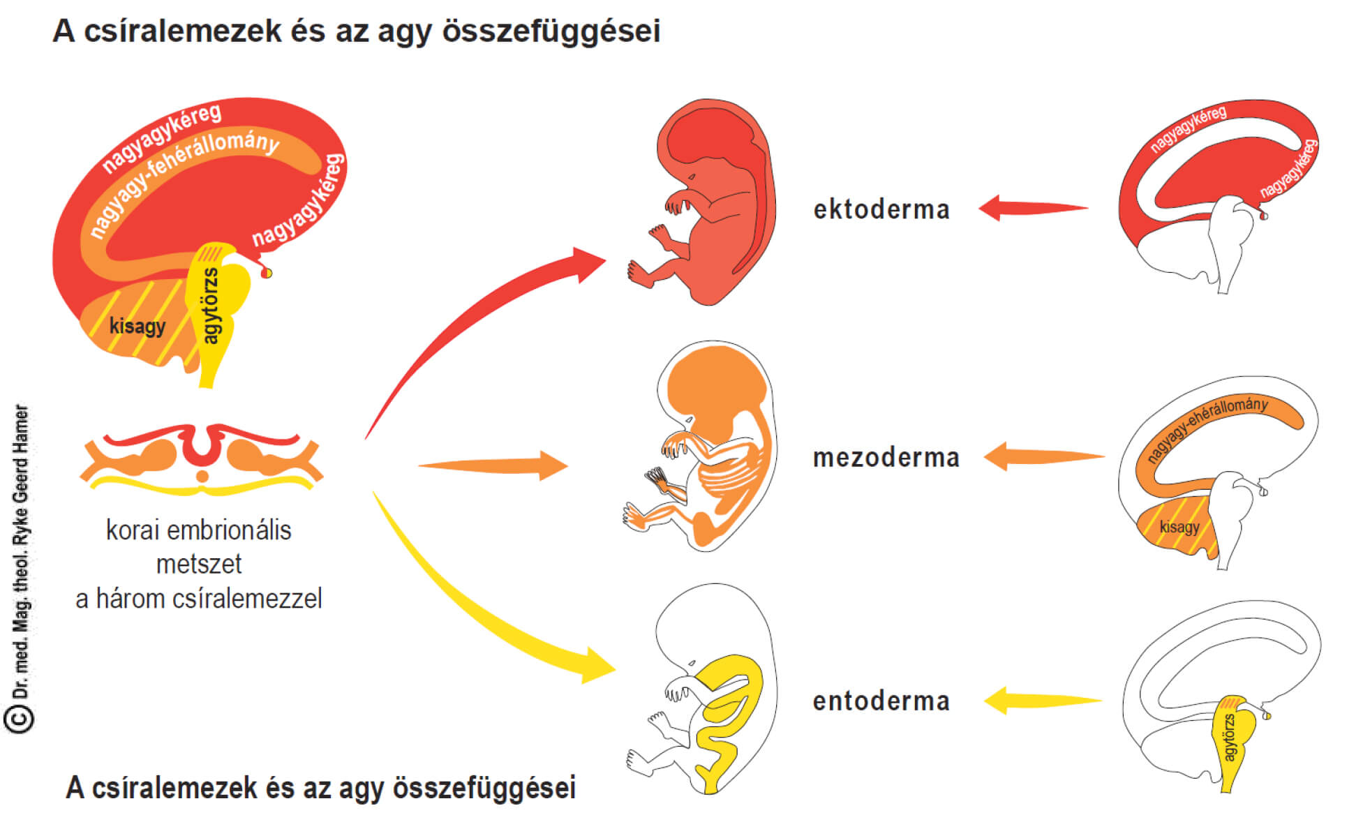 Germán Gyógytudomány 3. törvény – a csíralemezek (ektoderma, mezoderma, entoderma) és az agy összefüggései