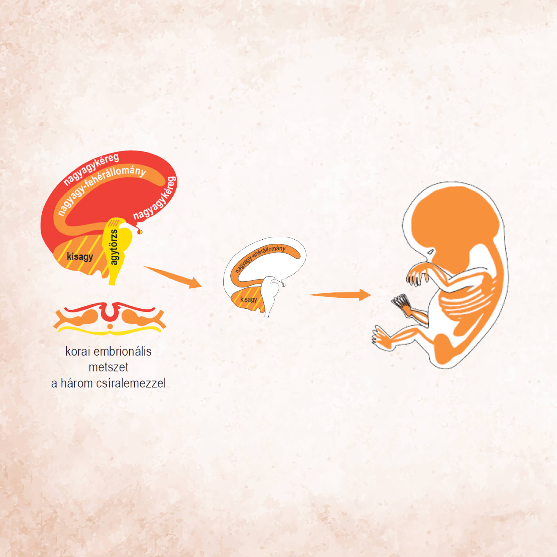 Germán Gyógytudomány 3. törvény – az ősi és új mezoderma szövetei és agyi vezérlésük