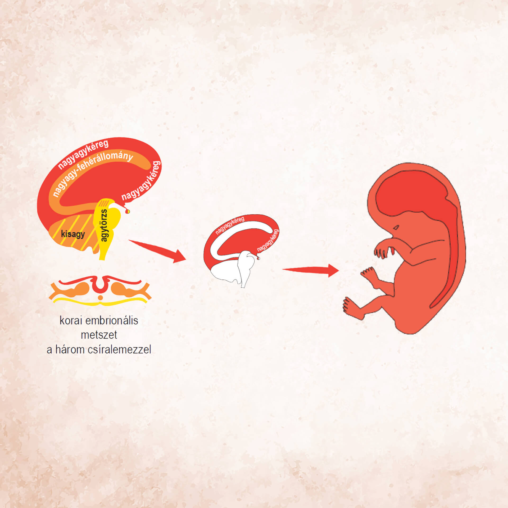 Germán Gyógytudomány 3. törvény – a külső csíralemez (ektoderma) és az agykéreg kapcsolata